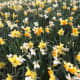 正如肯辛顿公园的这张照片所显示的那样，水仙花可能并不是完全黄的。