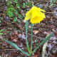 A daffodil in the park behind the townhouses