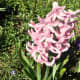 I discovered this pink hyacinth in a landscaped area. Its blue companion is shown in the next photo.
