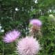 whitewater-memorial-state-park-2