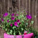tire-planter-ideas