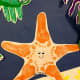 Paint a starfish!