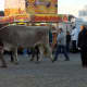 Oxen at a fair. 