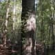 lansford-canal-state-park-spider-lilies-parks-in-south-carolina-south-carolina-state-parks