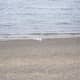 Carson Beach, where two birds are snuggling
