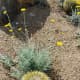 Barrel Cactus in Palm Desert, California