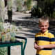 Cacti for sale in Palm Desert