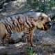 See wild animals in Palm Desert, CA