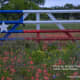 Wildflowers in Austin Texas painted TX Flag Cattle Gate