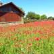 Poppy flowers at Fredericksburg Texas