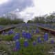 Texas Bluebonnets across a railroad track near Austin TX