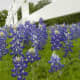 Bluebonnets along a white fence taken along a Texas Hwy