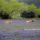 Long Horn Cows resting in Bluebonnet field Austin TX
