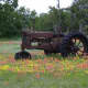 Old Farm Tractor and Texas Wildflowers Texas Hwy Burnet County Texas