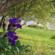 Blue Iris growing along the Colorado River Lampasas Texas