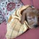 one month old pup
