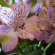 Lavender Alstroemeria flowers