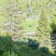 A Single Black Bear down in a valley