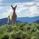 Beautiful shot of a Pronghorn that was as surprised to see us and we were to see him in Lamar Valley