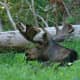 Moose laying in the cool grass
