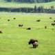 Bison in Lamar Valley