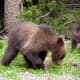 Grizzly Cubs in Yellowstone