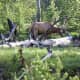 Elk eating on the edge of the woods