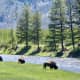 Bison feeding