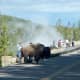 People way too close to a bison