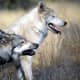 Two wolves