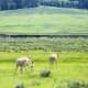 Pronghorn family in Lamar Valley