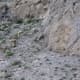 Big Horn Sheep near the North Entrance to Yellowstone