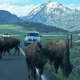 Bison Jam
