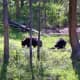 Two black bears hanging out on the edge of the woods by Tower in Yellowstone