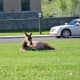 Elk near Mammoth Hot Springs