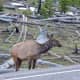 Female elk getting ready to cross the road