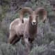 Bighorn Sheep
