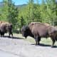 Bison along the West Entrance Road