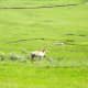 Pronghorn in Lamar Valley