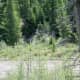 Moose right at the East Entrance to Yellowstone