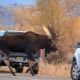 Bull Moose crossing the road