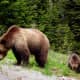 Momma Grizzly with her cub in Yellowstone