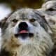 Great shot of a wolf with its tongue sticking out