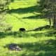 This was the first black bear we saw in Yellowstone