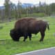 Bison along the road