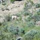 Big Horn Sheep near the North Entrance to Yellowstone