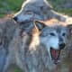 Gray Wolves in Yellowstone