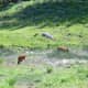Bison calves along the road