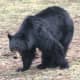 Nice shot of a Black Bear