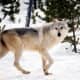 One Wolf